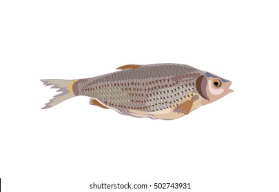 Fish. Vector illustration