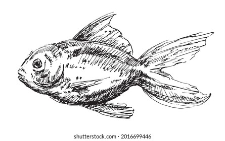 Fisch, Vektorgrafik. Goldfisch-Tintenhandzeichnung. 