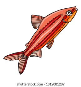 fish vector illustration,isolated on white background,top view