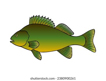 fish vector illustration,isolated on white background,top view