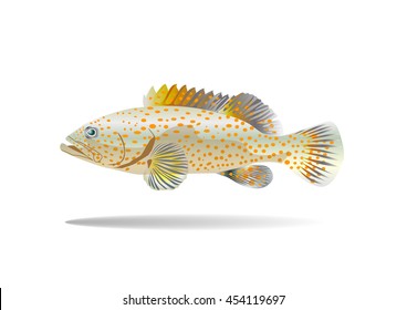 fish vector illustration/spotted grouper fish