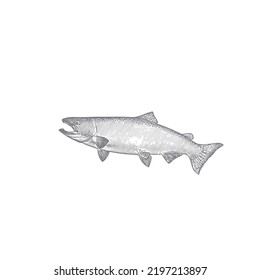 Vector de peces. La imagen muestra un pez salmón chinook