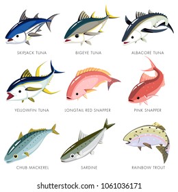 Fish vector isolated, Skipjack Tuna, Bigeye Tuna, Albacore Tuna, Yellowfin Tuna, Longtail Red Snapper, Pink Snapper, Chub Mackerel, Sardine, Rainbow trout