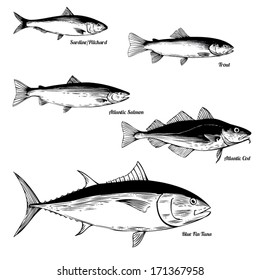 Fish Vector Set - Commercial Fish Species