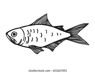 a fish. Vector vintage sketch