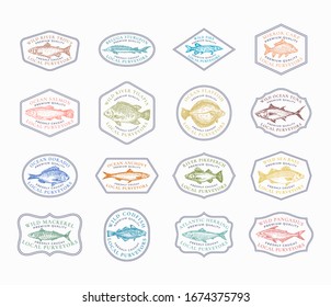 Fish Vintage Frame Badges or Logo Templates Collection. Hand Drawn River and Ocean Fishes Sketch Emblems Bundle with Retro Typography. Isolated.