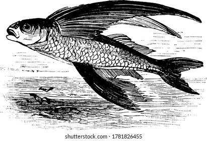 Fish which can swim and jump high from water level, vintage line drawing or engraving illustration.