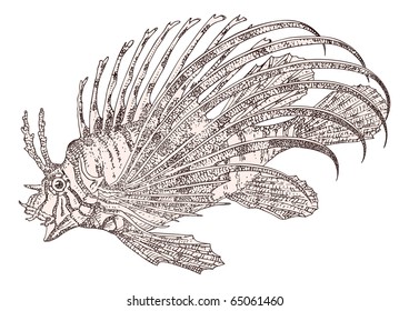 Fish zebra Pterois volitans vector