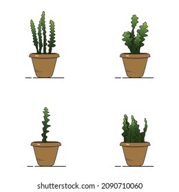 Fishbone Cactus plant vector illustration, modern design with contemporary colors