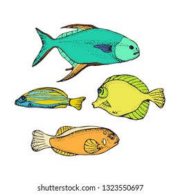 Fishes colorful vector illustrations. Hand drawn Sea or ocean fish. Isolated symbol on white background