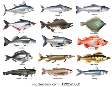 Fishes Icons Set