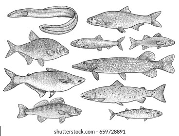 Fishes illustration