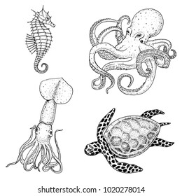 Fishes or Seafood or sea creature cheloniidae or green turtle and seahorse. octopus and squid, calamari. engraved hand drawn in old sketch, vintage style. nautical or marine. animals in the ocean.