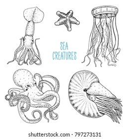 Fishes or seafood or sea creature nautilus pompilius, jellyfish and starfish. octopus and squid, calamari. engraved hand drawn in old sketch, vintage style. nautical or marine. animals in the ocean.