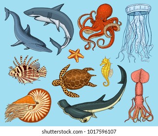 Fishes set or sea creature nautilus pompilius, jellyfish and starfish. octopus and squid, calamari. dolphin and hammerhead shark. green turtle and seahorse. engraved hand drawn in old vintage sketch.