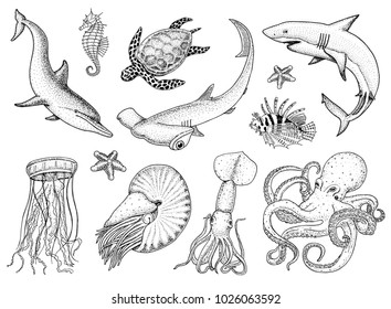 Fishes set or sea creature nautilus pompilius, jellyfish and starfish. octopus and squid, calamari. dolphin and hammerhead shark. green turtle and seahorse. engraved hand drawn in old vintage sketch.