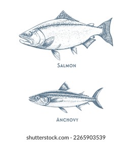 Fishes sketch icons of tuna, perch and pike or salmon and marlin. Vector set of saltwater sea or freshwater river fish species flounder, sheatfish or car and sprat mackerel for fishing design