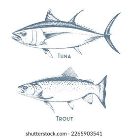 Fishes sketch icons of tuna, perch and pike or salmon and marlin. Vector set of saltwater sea or freshwater river fish species flounder, sheatfish or car and sprat mackerel for fishing design