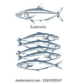 Los peces esbozan íconos de atún, perca y lucio o salmón y marlín. Conjunto de vectores de especies de peces de agua salada o de agua dulce, flanqueador, gallinero o caballa de coche y resorte para el diseño de la pesca