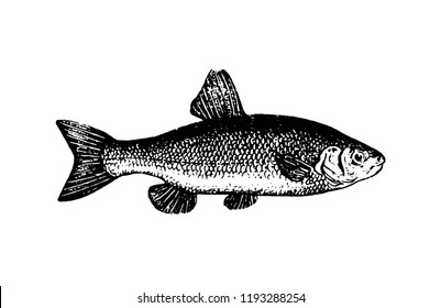 Fishes sketch vector isolated icon. 