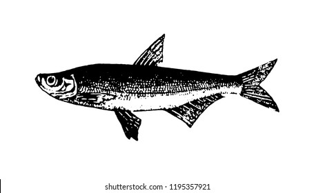 Fishes sketch vector isolated icon. 