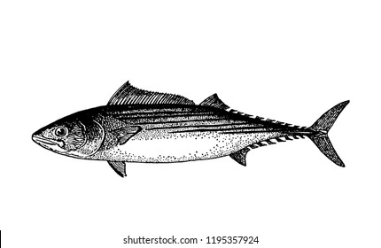 Fishes sketch vector isolated icon. 
