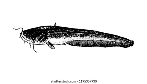 Fishes sketch vector isolated icon. 