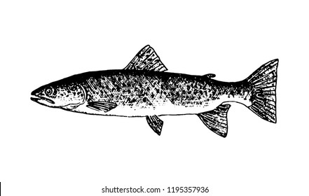 Fishes sketch vector isolated icon. 