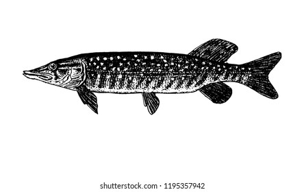 Fishes sketch vector isolated icon. 