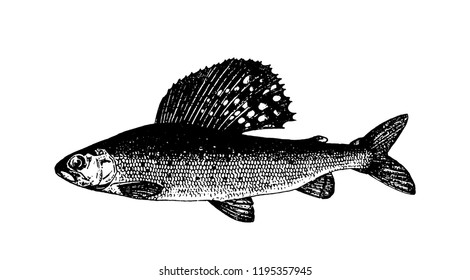 Fishes sketch vector isolated icon. 