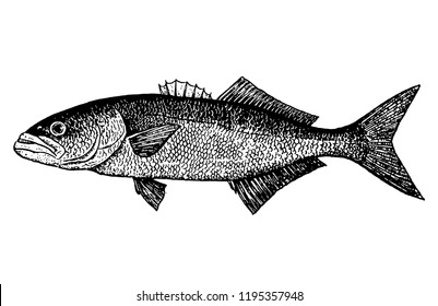 Fishes sketch vector isolated icon. 