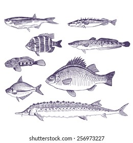 Fishes vector drawings set
