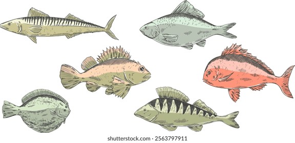 fishes vector set. Pike perch, ruff fish, mackerel, pagers major, roach, crucian carp fish. Multicolored clipart sea food fishing, healthy meal, kids animals illustration for boys