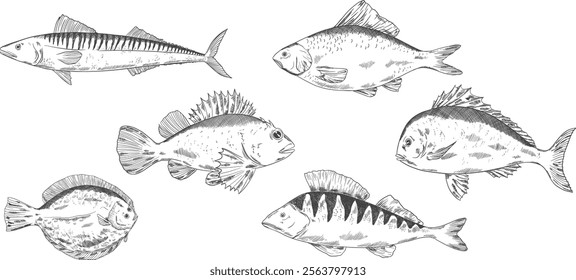 fishes vector set. Pike perch, ruff fish, mackerel, pagers major, roach, crucian carp fish. Multicolored clipart sea food fishing, healthy meal, kids animals illustration for boys