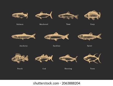 Fishes, vintage Illustrations on black background. Hand drawn seafood set in engraving style. Sketches collection in vector. Used for canning jar sticker, shop label etc.