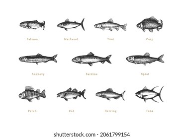 Fishes, Vintage Illustrations On White Background. Drawn Seafood Set In Engraving Style. Sketches Collection In Vector. Used For Canning Jar Sticker, Shop Label Etc.