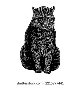 Fishing Cat hand drawing. Vector illustration isolated on white background.