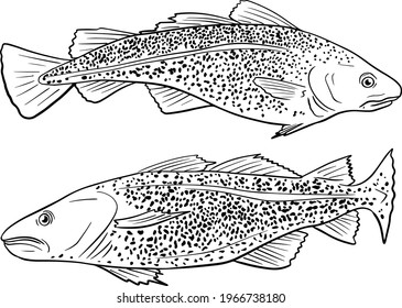 Fishing. Cod fish sketch collection. Hand drawn vector fish. Sea, river or ocean fish. Design for fishing catch or fisher sport club. Fish market, menu seafood. Design template, banner
