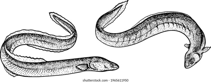 5,233 Eel Fishing Images, Stock Photos & Vectors | Shutterstock