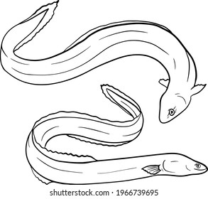 Fishing. Eel fish sketch collection. Hand drawn vector fish. Sea, river or ocean fish. Design for fishing catch or fisher sport club. Fish market, menu seafood. Design template, banner