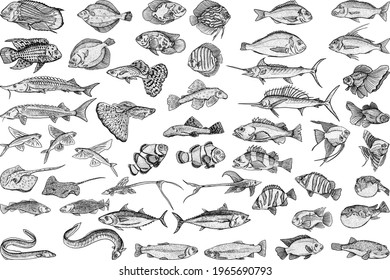 Fishing. Fish sketch collection. Hand drawn vector fish. Sea, river or ocean fish. Design for fishing catch or fisher sport club. Fish market, menu seafood. Design template, banner