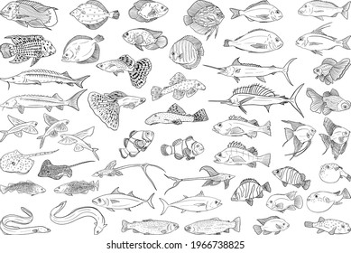 Pesca. Colección de boceto de peces. Peces vectoriales dibujados a mano. Mar, río o pez oceánico. Diseño para pesca de altura o club deportivo de pescadores. Mercado de pescado, marisco a la carta. Plantilla de diseño, banner