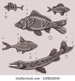 Fishing illustration. Perch, roach, carp, pike logo. Vector