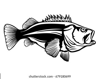 Fishing logo. Rock bass fish vector illustration. Isolated on white.