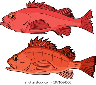 Fishing. Sea bass sketch collection. Hand drawn vector fish. Sea, river or ocean fish. Design for fishing catch or fisher sport club. Fish market, menu seafood. Design template, banner
