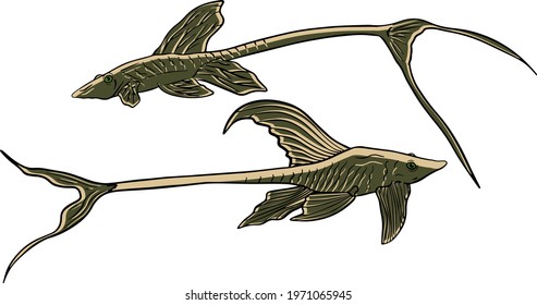 Fishing. Sturisoma fish sketch collection. Hand drawn vector fish. Sea, river or ocean fish. Design for fishing catch or fisher sport club. Fish market, menu seafood. Design template, banner