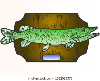 Fishing trophy stuffed fish, northern pike. Apparel print design. Scratch board imitation. Color hand drawn image.