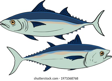 Fishing. Tuna sketch collection. Hand drawn vector fish. Sea, river or ocean fish. Design for fishing catch or fisher sport club. Fish market, menu seafood. Design template, banner
