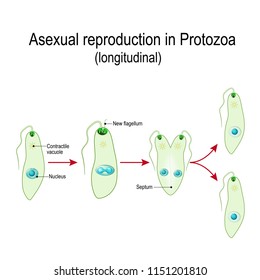 Fission or Asexual reproduction in Protozoa (longitudinal). is the division of a single entity into two or more parts  into separate entities resembling the original.