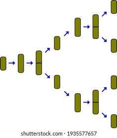 Cadena de fisión de células bacterianas